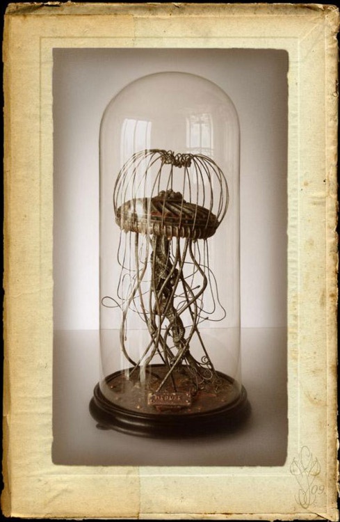 Jellyfish, artist unkown