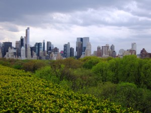 Central Park from the roof of the Met 