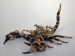steampunk-scorpion-copypasterepost